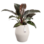 june split high 46cm linnen wit